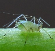 Aphid (Greenfly)